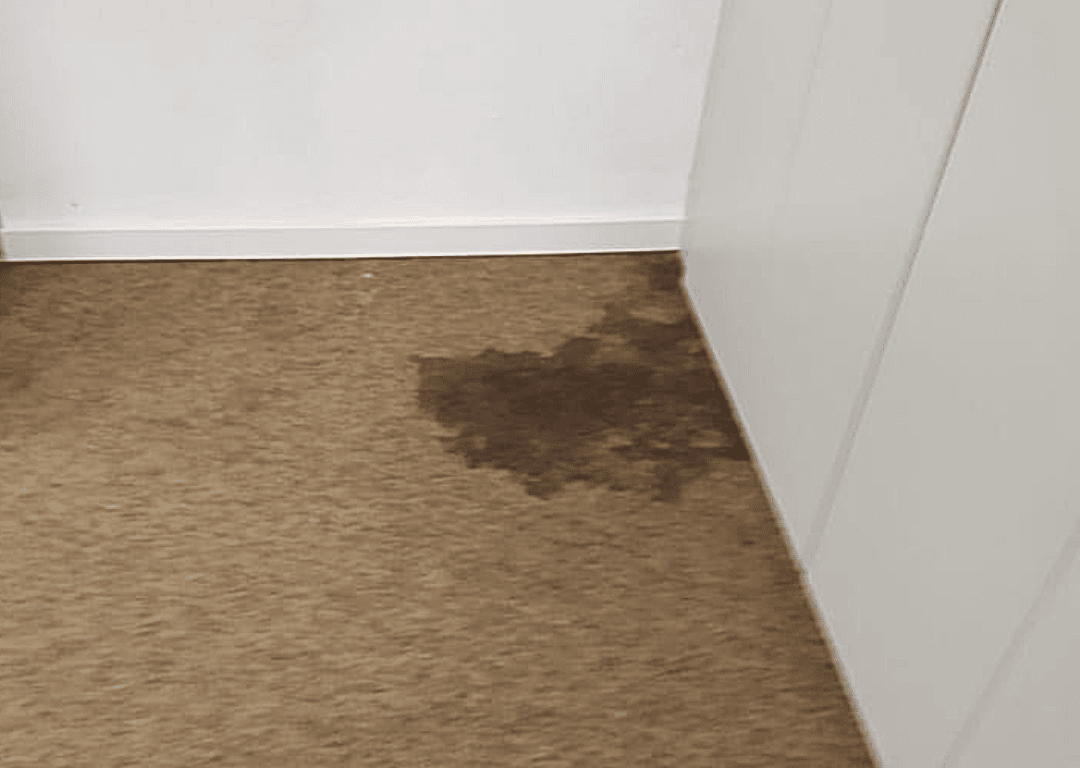 Fleckenentfernung nach Wasserschaden auf einem Nadelfilz Teppichboden