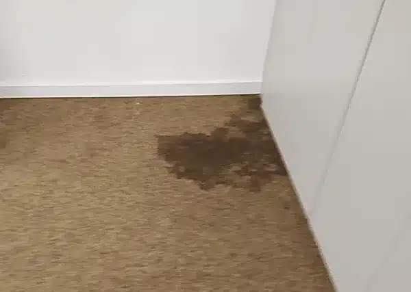 Fleckenentfernung nach Wasserschaden auf einem Nadelfilz Teppichboden